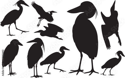 Boat-billed Heron Silhouette
