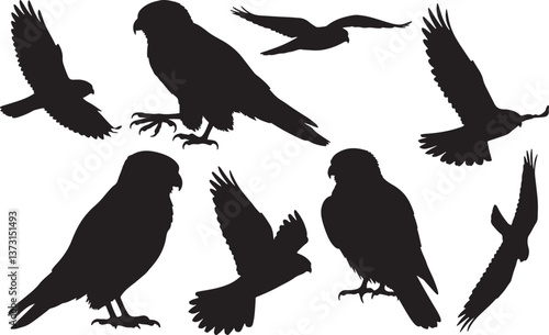 American Kestrel Silhouette