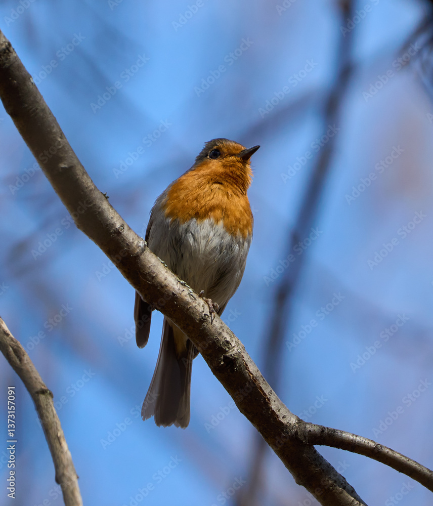 Robin resting on tree branch......... Robin resting on tree branch.........