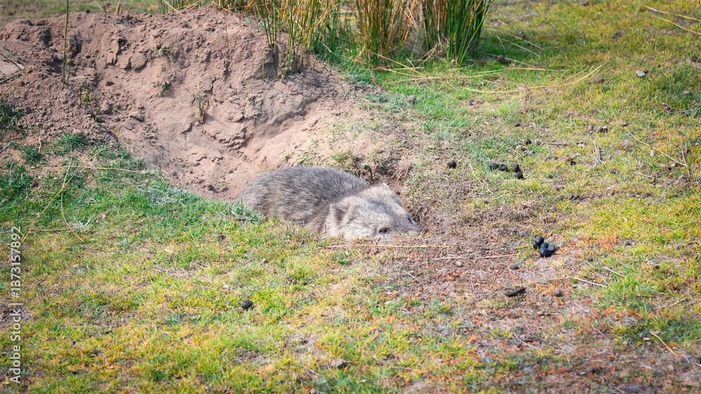 wombat wombat