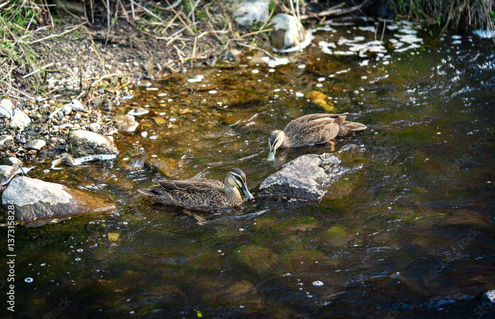 ducks in the pond ducks in the pond
