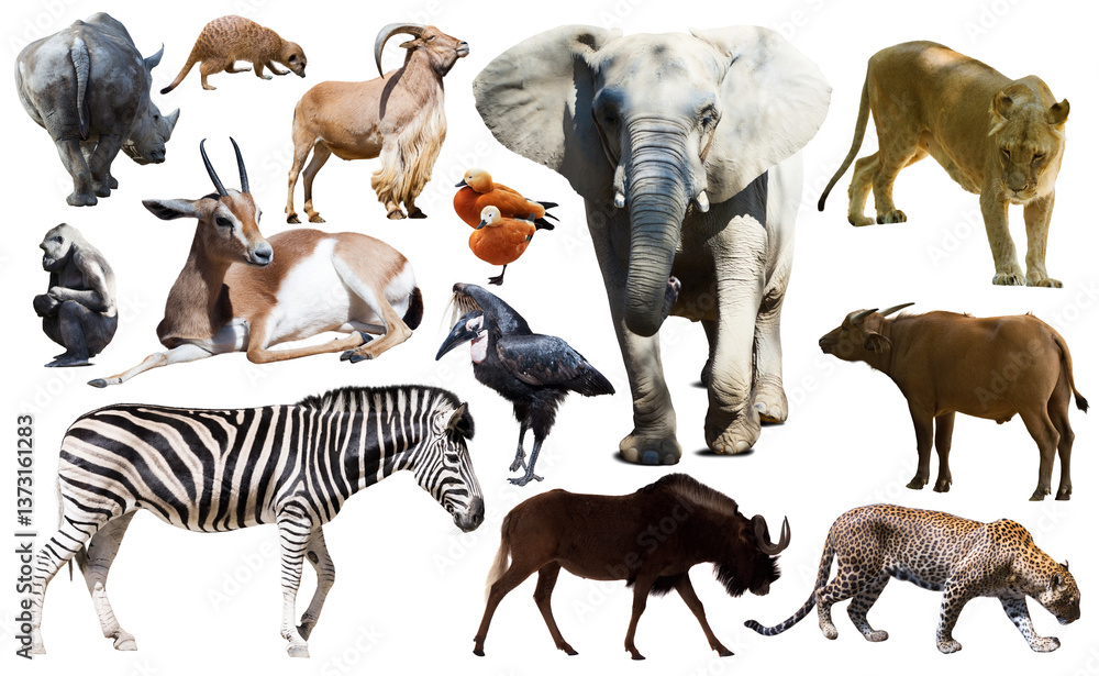 Naklejka premium Collage with African mammals and birds isolated over white background