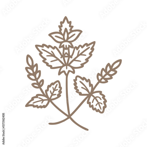 Melissa Officinalis Line Art Illustration