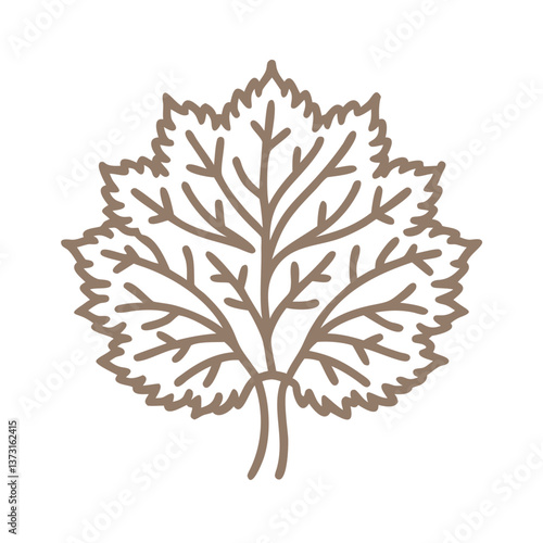 Stylized Beech Leaf Vector Illustration