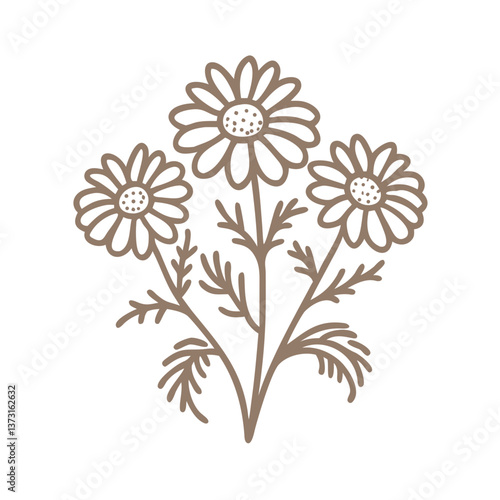 Chamomile Flower Illustration, Matricaria Chamomilla Outline