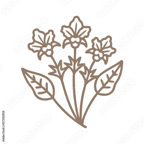 Sea Colewort Line Art Illustration