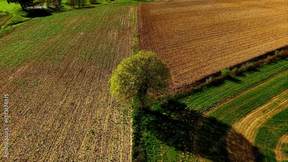 Boomerang autour d'un arbre