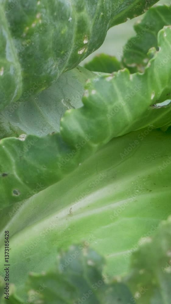 Green cabbage leaves curve around compact head center, protecting inner ...