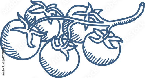 Hand-drawn Tomato Branch Sketch