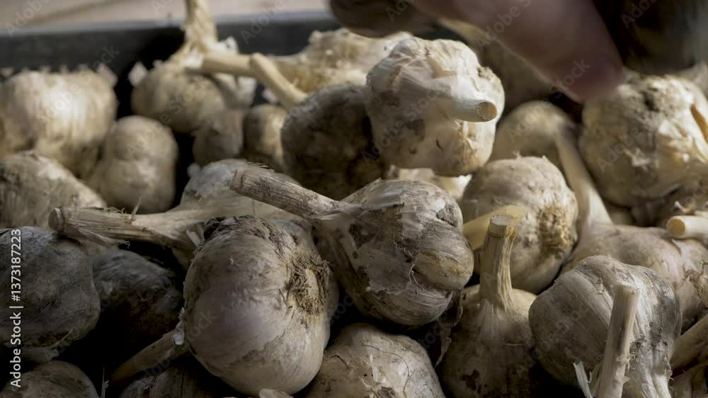 Garlic bulbs, dirt covered and freshly harvested, are placed into wooden crate by skilled hands. Each bulb holds promise of robust flavor, perfect for adding depth to cooking Garlic bulbs, dirt covered and freshly harvested, are placed into wooden crate by skilled hands. Each bulb holds promise of robust flavor, perfect for adding depth to cooking