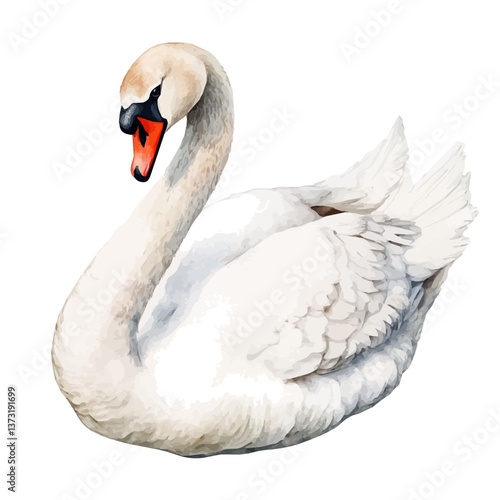 A watercolor vector of a swan, isolated on a white background. Swan vector.

