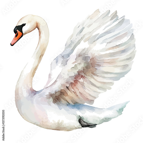 A watercolor vector of a swan, isolated on a white background. Swan vector.

