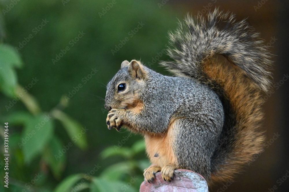 squirrel squirrel