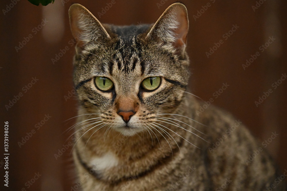 Cats! Cats!