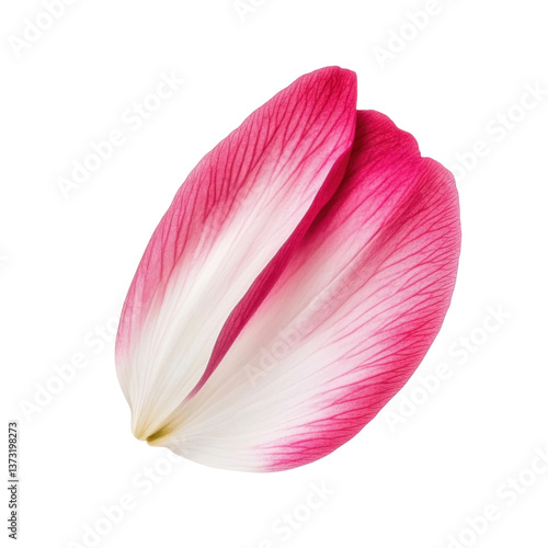 Delicate pink and white flower petal on a transparent background showcasing floral beauty and natural elegance for botanical designs
