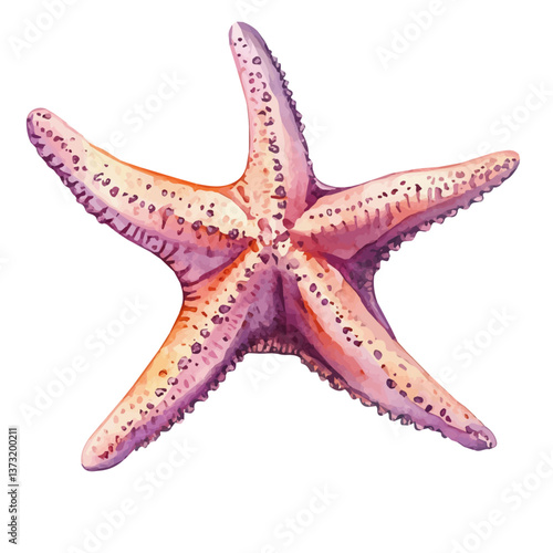 A watercolor vector of a starfish, isolated on a white background. Starfish vector.

