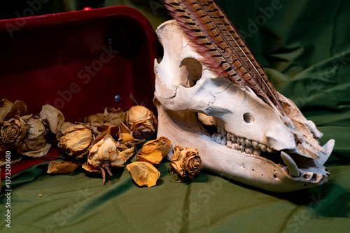 Boar Skull in studio with Roses