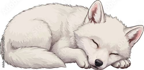 wolf on white background