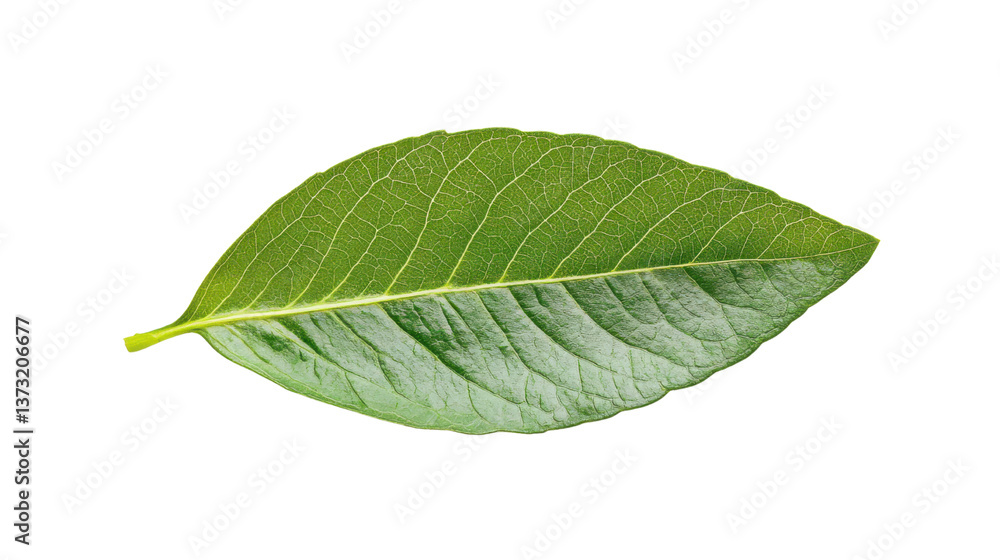 Obraz premium green leaf on white background