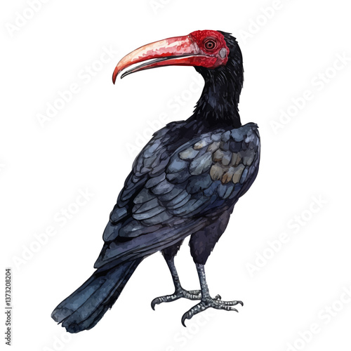 A watercolor vector of a southern ground hornbill, isolated on a white background. Southern ground hornbill vector.

