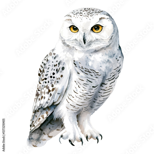A watercolor vector of a snowy owl, isolated on a white background. Snowy owl vector.

