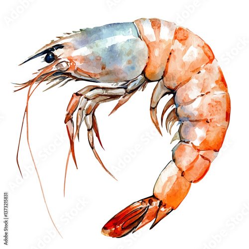 A watercolor vector of a shrimp, isolated on a white background. Shrimp vector.

