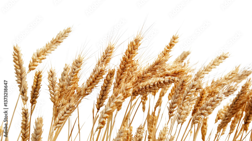 Golden Wheat Ears in Natural Light against Bright Background Golden Wheat Ears in Natural Light against Bright Background