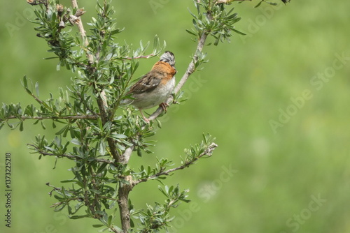 Ave de la sierra al aire libre, naturaleza, silvestre, hermoso, semilero, canastero, gorrion, saltador pico dorado, campo, web redes digital, plantilla, hermoso