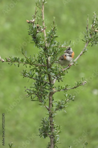 Ave de la sierra al aire libre, naturaleza, silvestre, hermoso, semilero, canastero, gorrion, saltador pico dorado, campo, web redes digital, plantilla, hermoso
