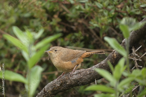 Ave de la sierra al aire libre, naturaleza, silvestre, hermoso, semilero, canastero, gorrion, saltador pico dorado, campo, web redes digital, plantilla, hermoso