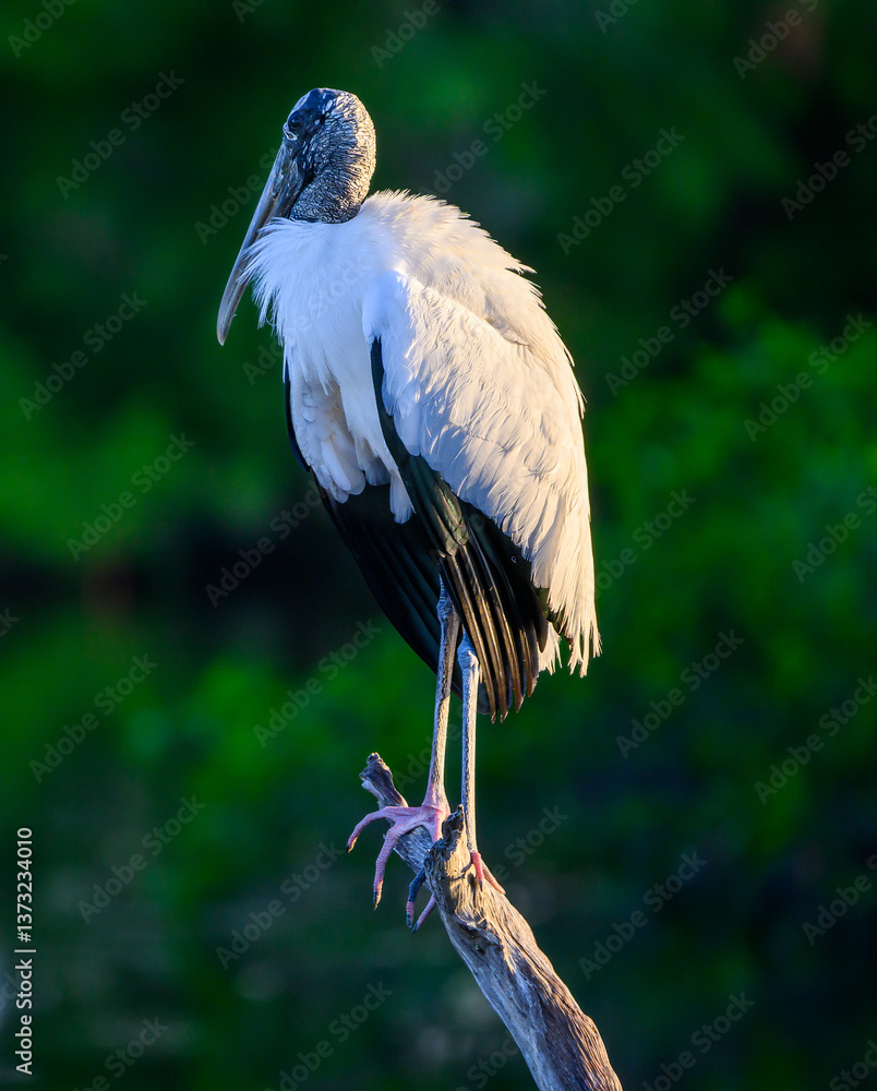 Fototapeta premium Wood stork