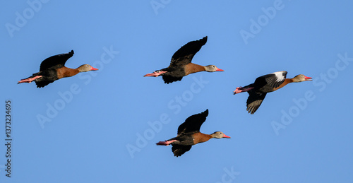 birds flying in the sky