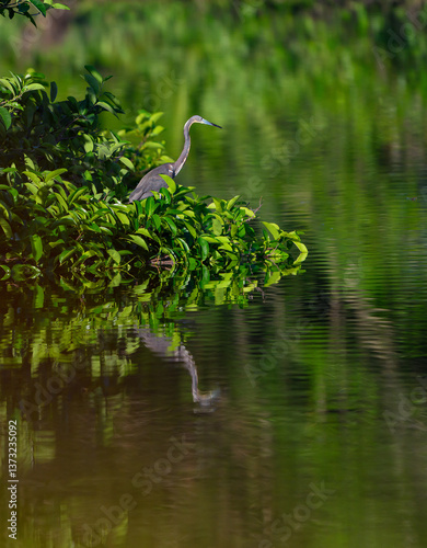 great blue heron