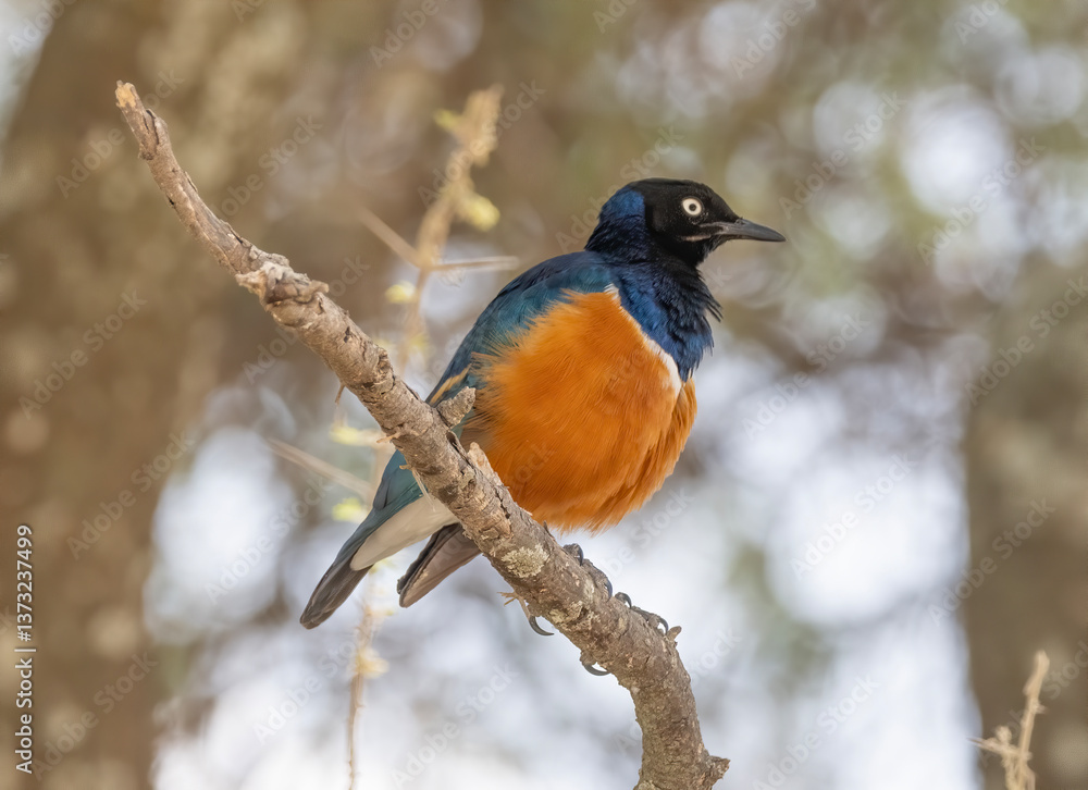 Fototapeta premium Superb Starling