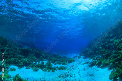 Wallpaper Mural The spectacle of corals, reefs and white sand form a beautiful marine environment. Torontodigital.ca