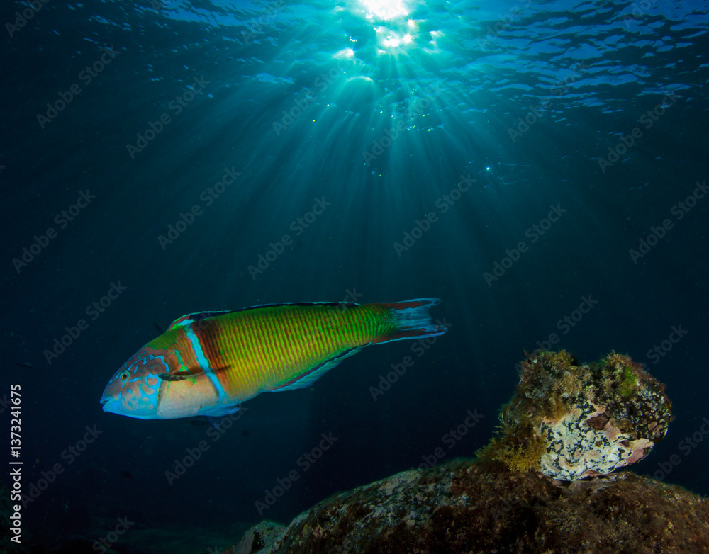 Obraz premium The ornate wrasse fish moves swiftly over reef.
