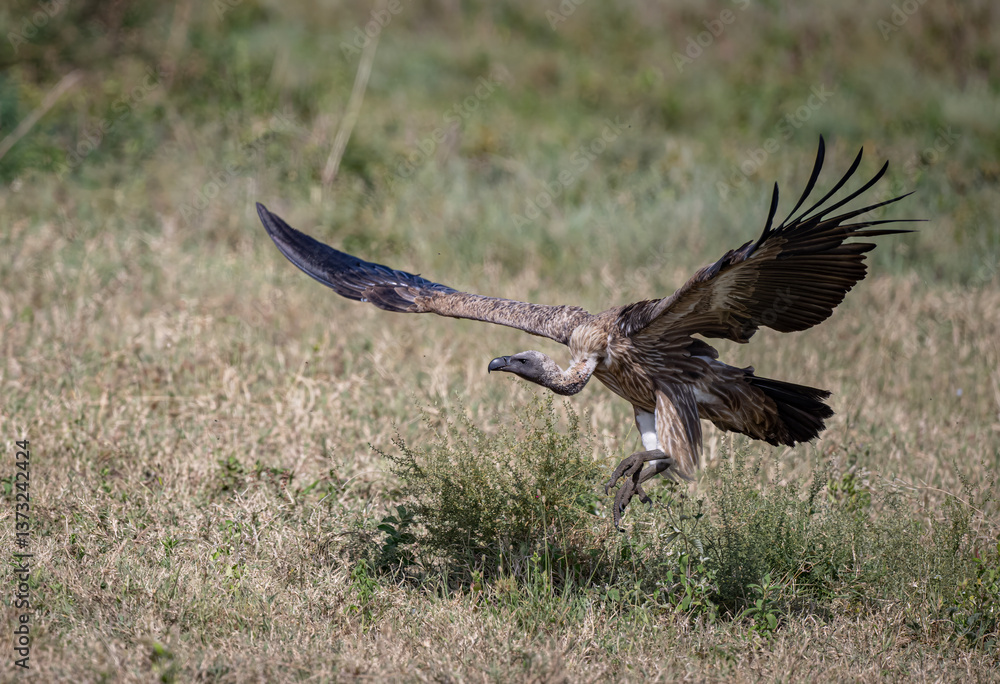 Vultures Feeding on Carrion Vultures Feeding on Carrion