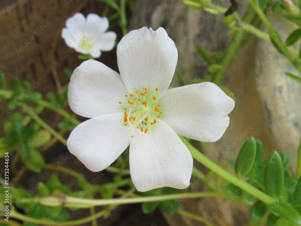 Obraz premium O jardim.