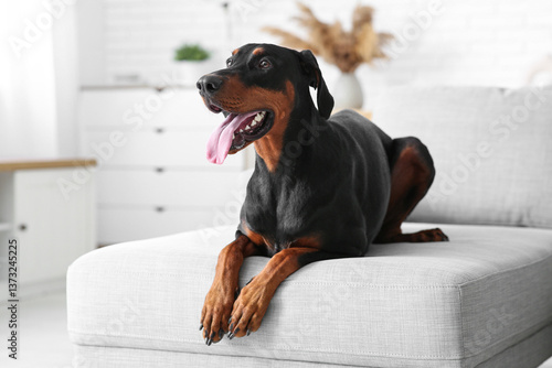 Cute Dobermann dog lying on sofa at home