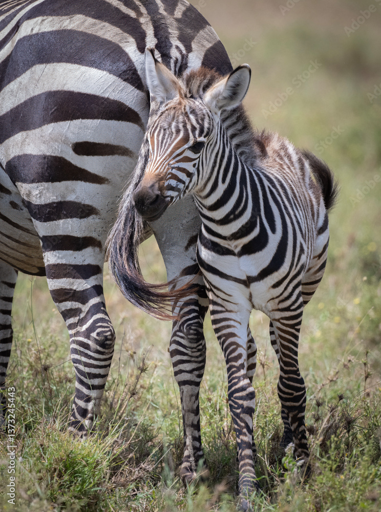Fototapeta premium Zebras