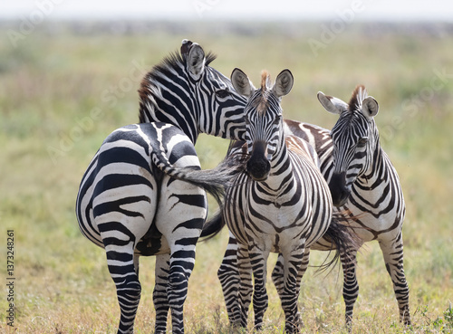Zebras
