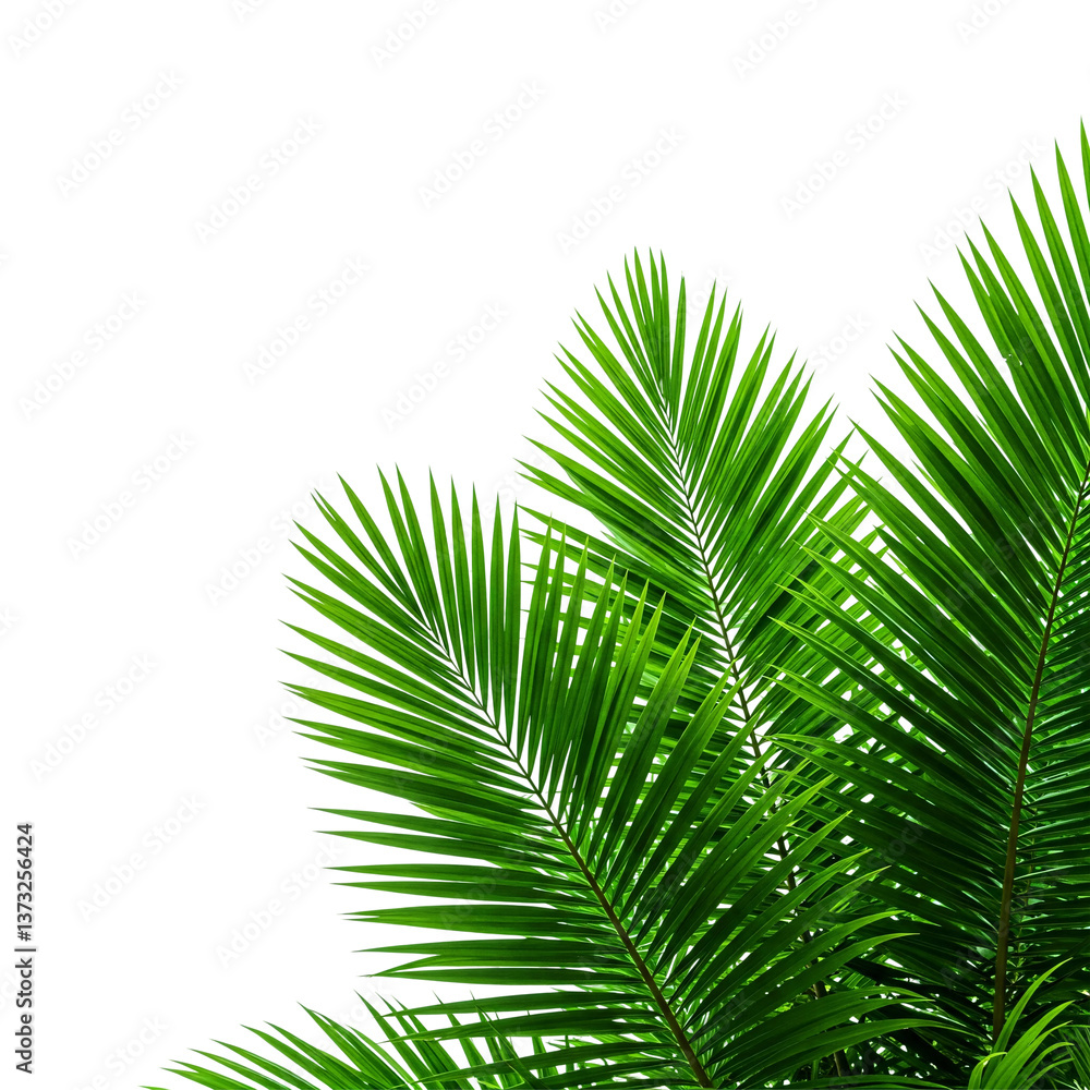Fototapeta premium Lush Green Palm Fronds - Tropical Paradise PNG Transparent