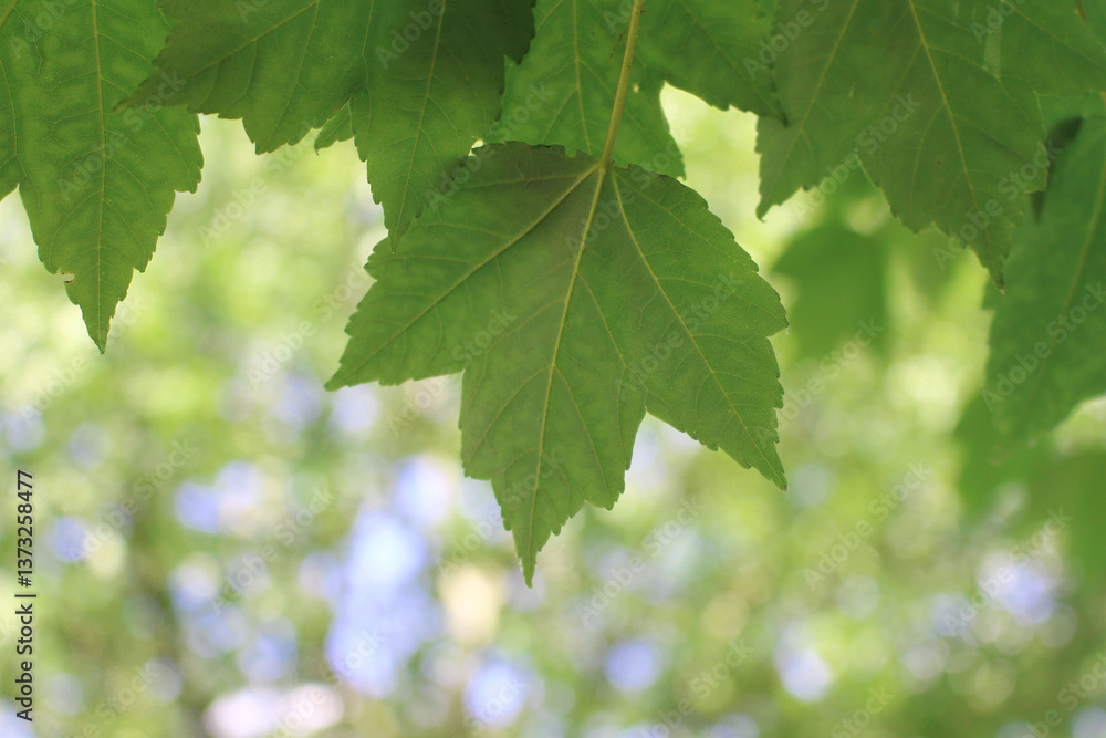 green maple leaf green maple leaf