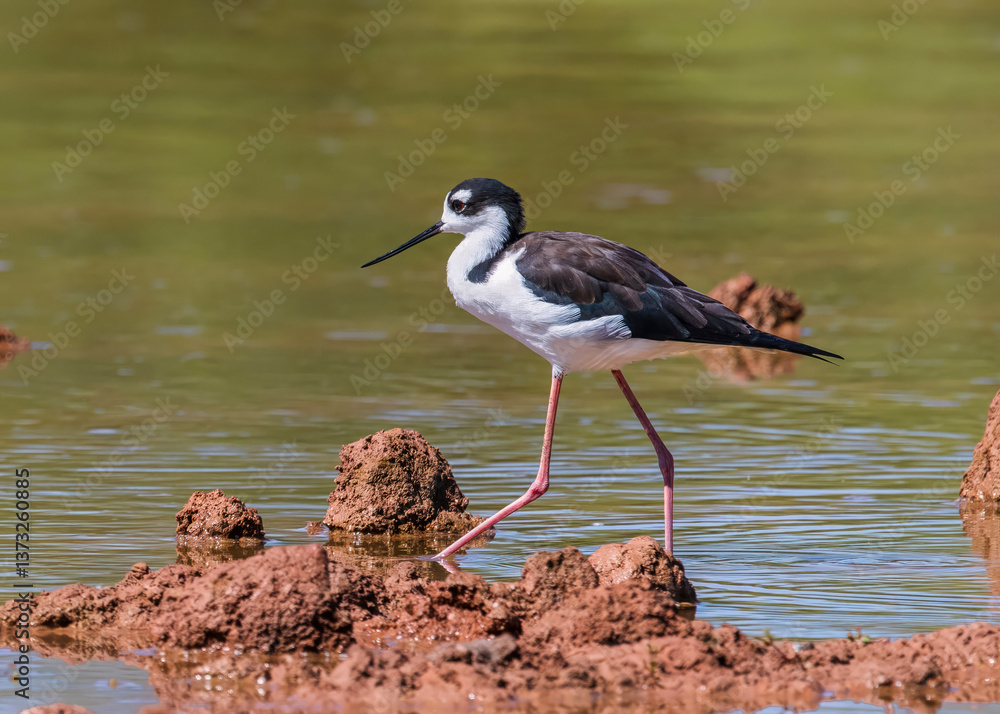 Obraz premium Closeup side profile of a Black-necked Stilt walking through the mudflats at Gilbert Water Ranch in Arizona with a green colored lake background.