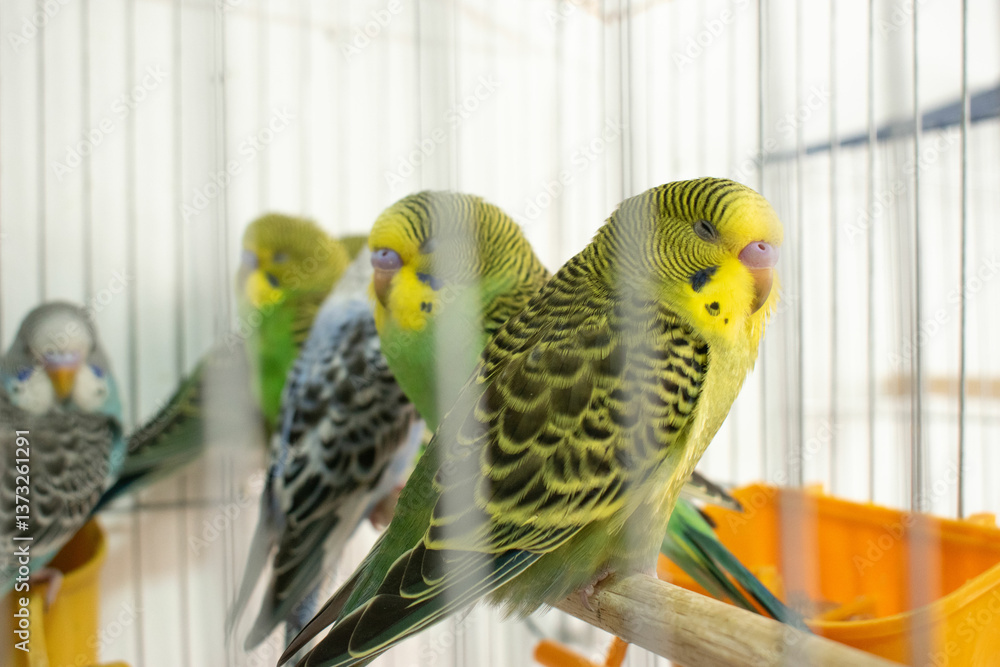 Fototapeta premium Colorful parrots and parakeets in cages – exotic birds for pet care and animal education themes