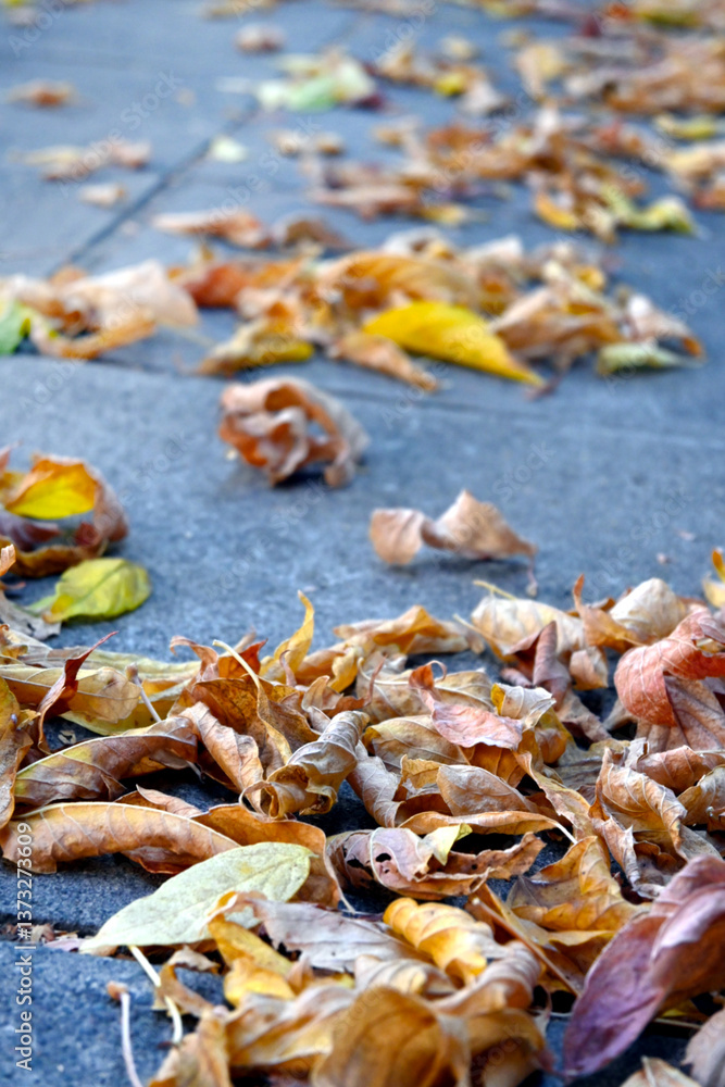 OTOÑO HOJAS DE OTOÑO EN LA CIUDAD OTOÑO HOJAS DE OTOÑO EN LA CIUDAD