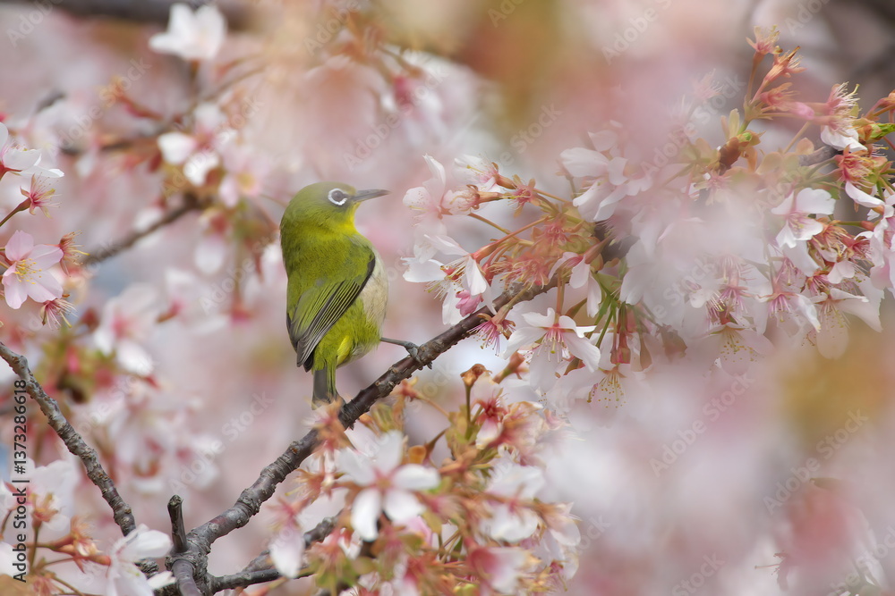 桜の密を吸うメジロ 桜の密を吸うメジロ