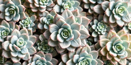 Succulent Arrangement Pattern with Design Space