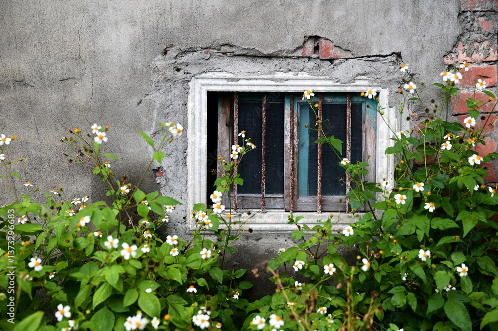 White Bidens alba blossoms brighten a rustic wall scene, where a red-brick concrete wall and an iron-grilled wooden window form a harmonious composition.