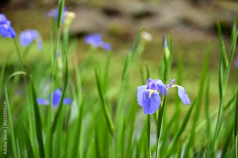 A blooming iris flower is captured by the pond on a fresh spring morning after rain, with vivid petals adorned by raindrops and surrounded by lush green leaves, evoking a serene and refreshing mood.